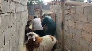 نگهداری گوسفند و ایجاد مزاحمت برای همسایگان
